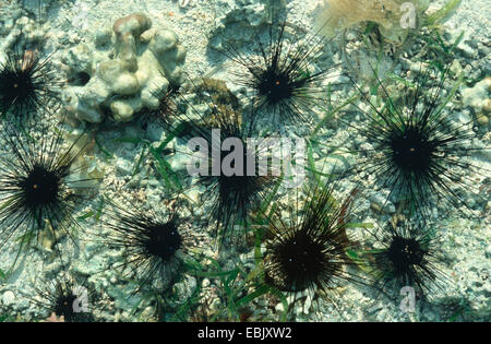 Hutnadel Urchin, Longspined Seeigel (Diadema Setosum), auf einem Felsen Stockfoto