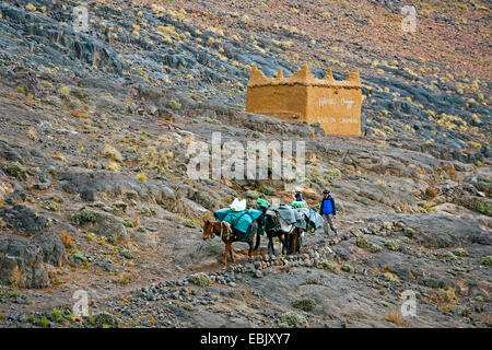 Zwei gepackte Maultiere auf felsigen Weg, Marokko, Souss-Massa-DaraÔ, Djebel Sarhro Stockfoto