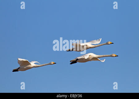 Singschwan (Cygnus Cygnus), drei Personen fliegen, Deutschland, Schleswig-Holstein Stockfoto