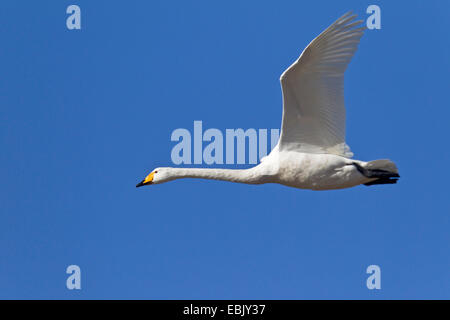 Singschwan (Cygnus Cygnus), fliegen, Deutschland, Schleswig-Holstein Stockfoto