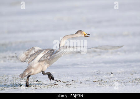 Singschwan (Cygnus Cygnus), juvenile Strating von einer verschneiten Wiese, Deutschland, Schleswig-Holstein Stockfoto