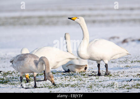 Singschwan (Cygnus Cygnus), auf das Futter in einer verschneiten Wiese, Deutschland, Schleswig-Holstein Stockfoto