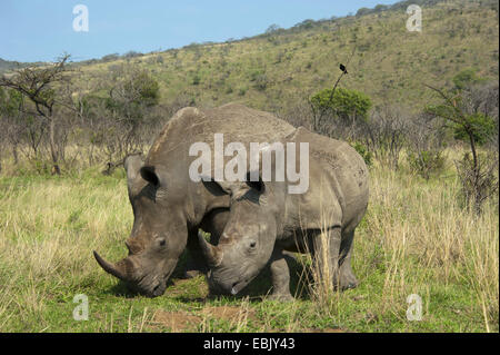 Breitmaulnashorn, Quadrat-lippige Rhinoceros grass Rhinoceros (Ceratotherium Simum), zwei Nashörner, die nebeneinander stehen in Savanne, Südafrika, Hluhluwe-Umfolozi Nationalpark Stockfoto