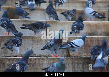 inländische Taube (Columba Livia F. Domestica), auf eine Steintreppe, auf der Suche nach Getreide ernähren, geworfen von Passanten, Türkei, Istanbul Stockfoto