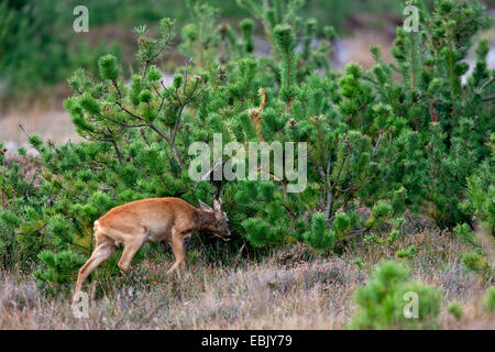 Reh (Capreolus Capreolus), Rehbock schnüffeln in Sträuchern, Deutschland, Schleswig-Holstein Stockfoto