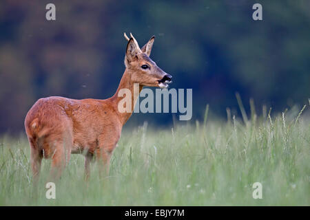 Reh (Capreolus Capreolus), Bock Reh stehend auf einer Lichtung, Deutschland, Schleswig-Holstein Stockfoto