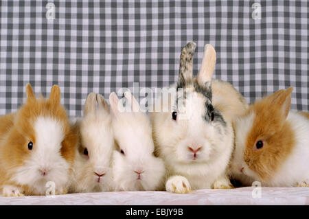 Löwenkopf Kaninchen (Oryctolagus Cuniculus F. Domestica), Löwenkopf Kaninchen mit vier Jungtiere Stockfoto