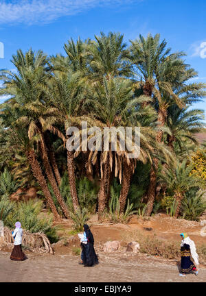 Dattelpalme (Phoenix dactylifera), Indianer in einem Palm Oasis, Marokko, Souss-Massa-DaraÔ Stockfoto