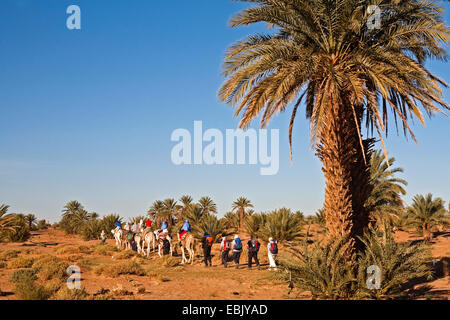 Dattelpalme (Phoenix dactylifera), Kamel Trekking in Mhamid Oase, Marokko, Souss-Massa-DaraÔ, Mhamid el Ghizlane Stockfoto