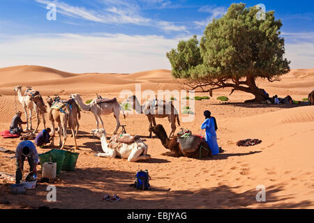 Ruhestätte von kameltreiber in der Wüste im Schatten der Zypressen, Marokko, Souss-Massa-DaraÔ Stockfoto