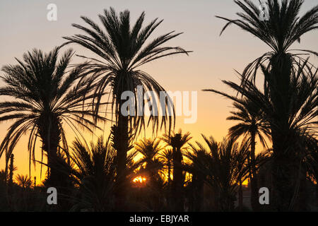 Dattelpalme (Phoenix dactylifera), Palm Grove bei Sonnenaufgang, Marokko, Souss-Massa-DaraÔ Stockfoto