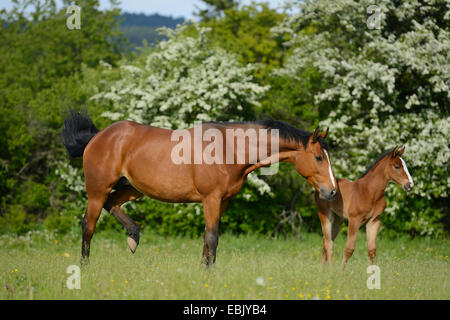 Hannoveraner Pferd, deutsches Warmblut (Equus Przewalskii F. Caballus), Stute mit Fohlen auf einer Wiese, Deutschland Stockfoto