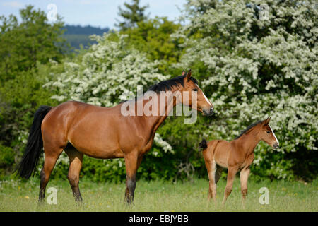 Hannoveraner Pferd, deutsches Warmblut (Equus Przewalskii F. Caballus), Stute mit Fohlen auf einer Wiese, Deutschland Stockfoto