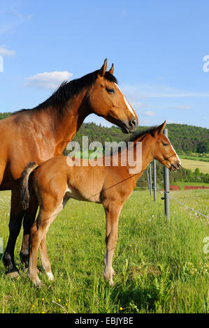 Hannoveraner Pferd, deutsches Warmblut (Equus Przewalskii F. Caballus), Stute mit Fohlen auf einer Wiese, Deutschland Stockfoto