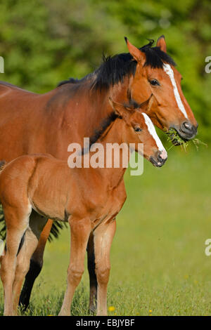 Hannoveraner Pferd, deutsches Warmblut (Equus Przewalskii F. Caballus), Stute mit Fohlen auf einer Wiese, Deutschland Stockfoto