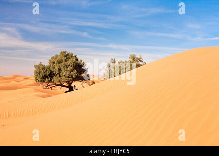 Baum mit Sand dune, Marokko, Souss-Massa-DaraÔ, Erg Chegaga Stockfoto