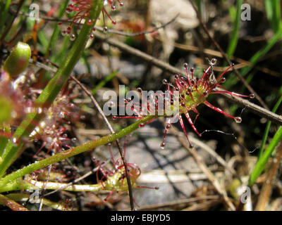 lange-leaved Sonnentau, länglich-leaved Sonnentau, Löffel-leaved Sonnentau (Drosera Intermedia), Blatt mit Beute, Deutschland Stockfoto