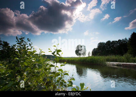 Schwarz-Erle, Schwarzerle, dunkle Wolken über See Roeddelin, Deutschland, Brandenburg, Vogtlaendische Schweiz, Europäische Erle (Alnus Glutinosa) Stockfoto