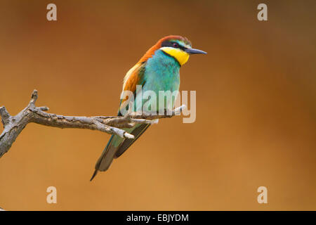 Europäische Biene-Esser (Merops Apiaster), sitzt auf einem Zweig, Österreich, Burgenland Stockfoto