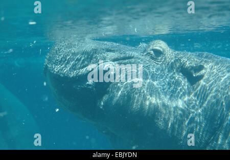 Nilpferd, Nilpferd, gemeinsame Flusspferd (Hippopotamus Amphibius), Unterwasser Portrait, atmen an der Wasseroberfläche Stockfoto