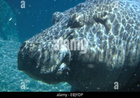 Nilpferd, Nilpferd, gemeinsame Flusspferd (Hippopotamus Amphibius), Unterwasser portrait Stockfoto