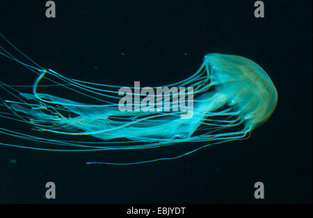 braune Quallen, braunen Riesen Qualle (Chrysaora Melanaster), im Wasser schwimmende Stockfoto