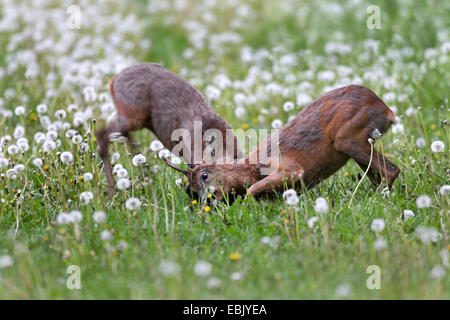 Reh (Capreolus Capreolus), zwei Rehe Böcke kämpfen, Deutschland, Schleswig-Holstein Stockfoto