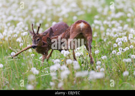 Reh (Capreolus Capreolus), zwei Rehe Böcke kämpfen, Deutschland, Schleswig-Holstein Stockfoto