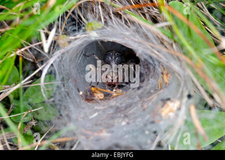 Grass Trichter-Weber, Labyrinth Spider (Agelena Labyrinthica), lauern im Netz, Deutschland Stockfoto