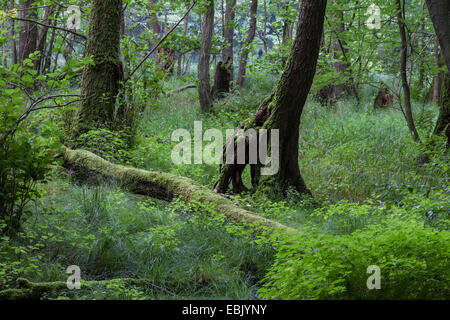 Schwarz-Erle, Schwarzerle, Europäische Erle (Alnus Glutinosa), Erlen-Sumpfwald, Nationalpark Jasmund, Rügen, Mecklenburg-Vorpommern, Deutschland Stockfoto