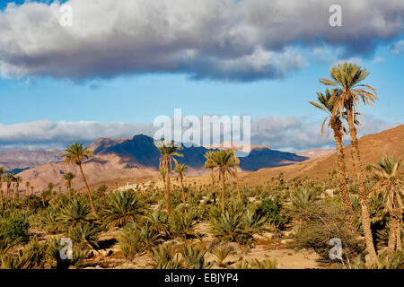 Dattelpalme (Phoenix dactylifera), Palm Oasis in der Sahara, Marokko, Souss-Massa-DaraÔ Stockfoto