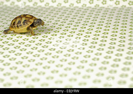 Hermanns Schildkröte, Griechische Schildkröte (Testudo Hermanni), kleine Schildkröte zu Fuß über eine geblümte Tischdecke Stockfoto