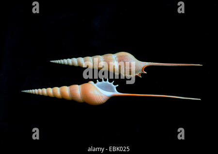 Spindel, Schienbein, Tibia Schienbein (Tibia Fusus), Schneckenhaus Stockfoto