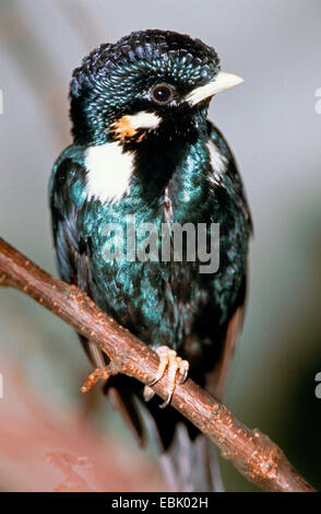 Sulawesi king Starling, Sulawesi Myna, Sulawesi Crested Myna (Basilornis Celebensis), auf einem Ast, Indonesien Stockfoto