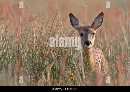 Reh (Capreolus Capreolus), Doe stehen auf dem Rasen, Deutschland, Schleswig-Holstein Stockfoto