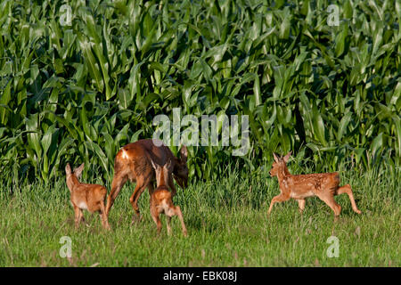 Reh (Capreolus Capreolus), Doe und drei Kälber, steht man vor einem Maisfeld, Deutschland, Schleswig-Holstein Stockfoto