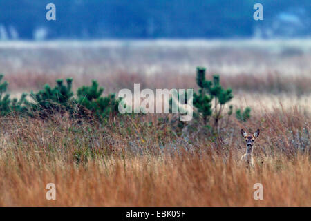 Reh (Capreolus Capreolus), Doe stehen auf dem Rasen, Dänemark Stockfoto