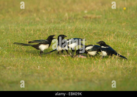 Schwarz-billed Elster (Pica Pica), Familie ernähren sich von Toten Kaninchen, Deutschland Stockfoto