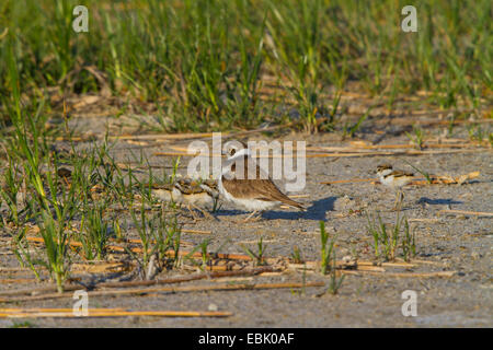 Flussregenpfeifer (Charadrius Dubius), mit Küken am Ufer eines Sees, Österreich, Burgenland Stockfoto