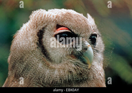 Verreaux Uhu, riesige Uhu (Bubo Lacteus), Quietsche, Portrait Stockfoto