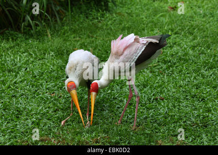 gelb-billed Storch (Mycteria Ibis), auf das Futter Stockfoto