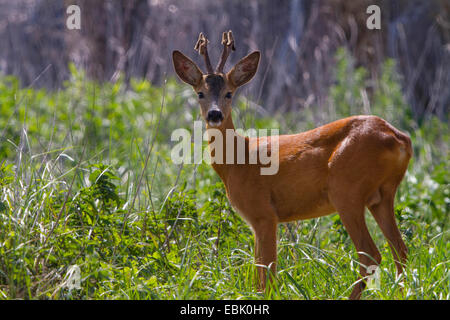 Reh (Capreolus Capreolus), buck in einer Wiese, Österreich, Burgenland Stockfoto