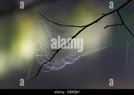 Cross-Orbweaver, Europäische Kreuzspinne Kreuz Spinne (Araneus Diadematus), Web bedeckt mit Wassertropfen auf einem kahlen Zweig, Deutschland, Sachsen, Vogtland Stockfoto