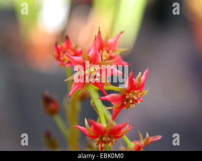 Lance-leaved Sonnentau (Drosera Adelae), Blumen Stockfoto