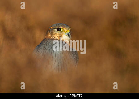Merlin (Falco Columbarius), männliche sitzen in Heide, Großbritannien, Schottland, Cairngorm National Park Stockfoto