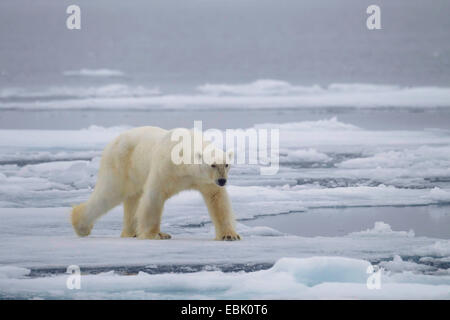 Eisbär (Ursus Maritimus), Wandern auf Packeis, Norwegen, Svalbard Stockfoto