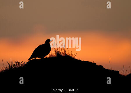 Alpenschneehuhn, Schnee-Huhn (Lagopus Mutus), stehen bei Sonnenuntergang auf einem Hügel, Island, Snafellsness Stockfoto