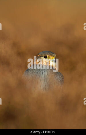 Merlin (Falco Columbarius), männliche sitzen in Heide, Großbritannien, Schottland, Cairngorm National Park Stockfoto