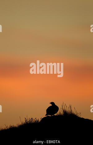 Alpenschneehuhn, Schnee-Huhn (Lagopus Mutus), stehend auf einem Hügel bei Sonnenuntergang Rock silhouette Island, Snafellsness Stockfoto