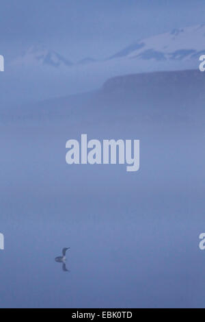 Sterntaucher (Gavia Stellata) im Morgengrauen Nebel, Island Stockfoto